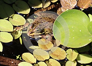 Close up common frog, rana temporaria, in pond photo