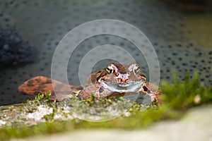 Close up of common frog reproducing in river