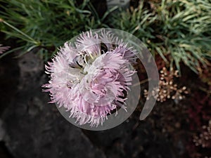 Close-up of the common, garden, wild pink or simply pink (Dianthus plumarius) flowering with pale pink flowers