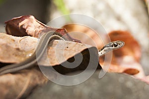 Garter Snake Close Up on Leaf