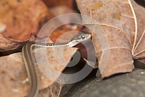 Garter Snake Close Up on Leaf