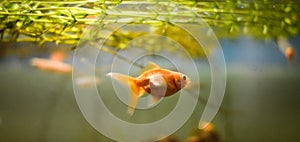 Close up of common goldfish inside the aquarium.