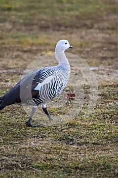 Close-up of a common goose in Ushuaia. Chloephaga picta