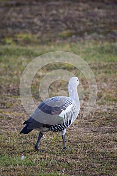 Close-up of a common goose in Ushuaia. Chloephaga picta