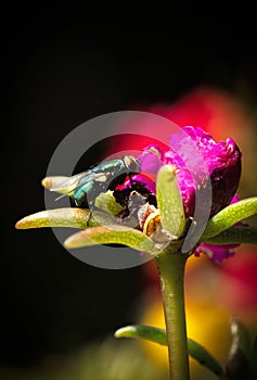 Close up of a common green bottle fly on a pink flower