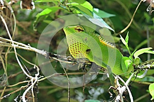 Close up of a common green forest lizard (Calotes Calotes) with extended dewlap, lizard staring angrily