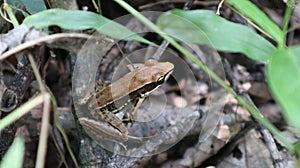 Close up of a common green frog or green paddy frog on a dry stick on ground level of the forest