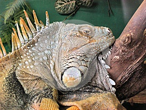 Close-up of a Common Green iguana