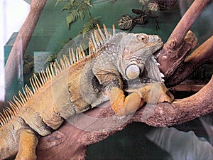 Close-up of a Common Green iguana photo
