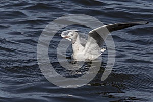 Common gull swimming in river
