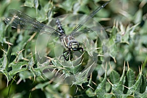 Close-up of common hawker dragonfly or Aeshna juncea