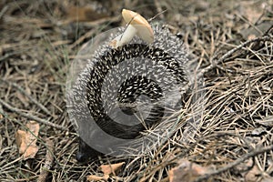 A close up of common hedgehog (Erinaceus europaeus), carrying mushroom on the back