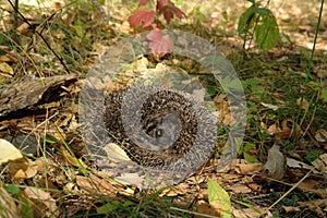 A close up of common hedgehog Erinaceus europaeus, curled up into a ball