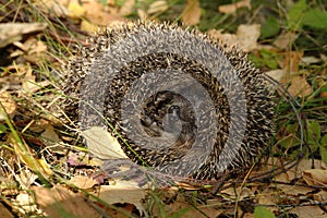 A close up of common hedgehog Erinaceus europaeus, curled up into a ball. A hedgehog, lying on the side