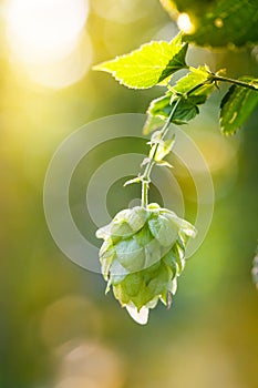 Close-up of common hop cone in soft light