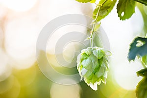 Close-up of common hop cone in soft light