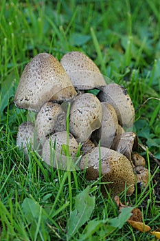 Close up of common ink or inky cap, Coprinus atramentarius photo
