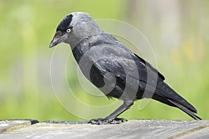 close up of common jackdaw