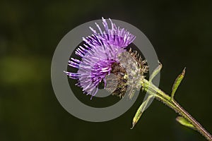 Close-up of Common Knapweed Flower