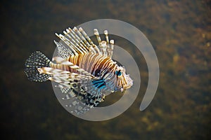 Close up on Common lionfish Pterois miles portrait photo