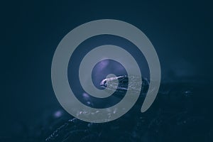 Portrait of a lizard dark rendering