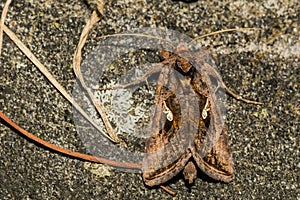 Common Looper Moth - Autographa precationis photo