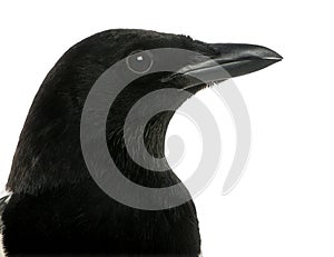 Close-up of a Common Magpie, Pica pica, isolated