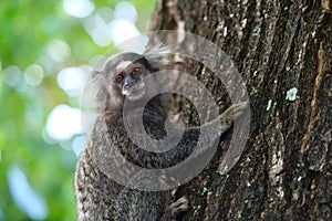 Close up of a  common marmoset monkey - Callithrix jacchus -sitting in a tree, facing the viewer.  They are also called white-