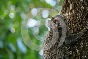 Close up of a  common marmoset monkey - Callithrix jacchus -sitting in a tree, facing the viewer.  They are also called white-