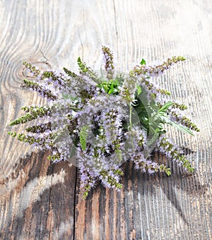 Close-up of common mint mentha spicata flowers in bloom on a wooden