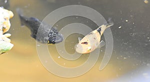 Close up of Common molly or Poecilia sphenops in the garden pond