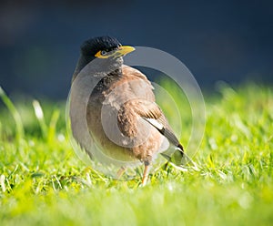Close up of common Mynah bird