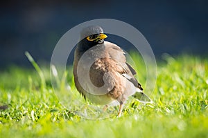 Close up of common Mynah bird