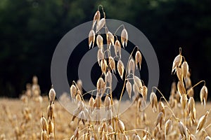 Close up of common oat growing in a field