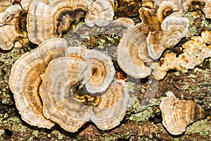 Ochre Bracket Fungi - Trametes ochracea photo