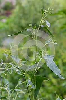 Close up of Common Orache plant Atriplex patula. Common Orache or atriplex patula plant growing in farm. Common Orache plant.