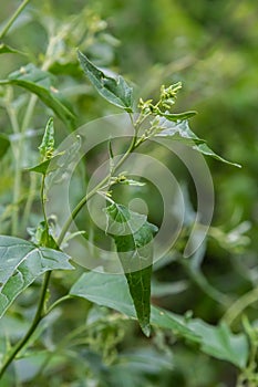 Close up of Common Orache plant Atriplex patula. Common Orache or atriplex patula plant growing in farm. Common Orache plant.