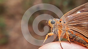 Close up of common orange owlet butterfly photo