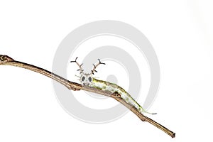 Close up of common Pasha caterpillar