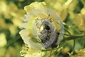 Close up of common pollen beetle Brassicogethes aeneus on yellow rapeseed at sunny day, macro shot photo