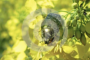 Close up of common pollen beetle Brassicogethes aeneus on yellow rapeseed at sunny day, macro shot