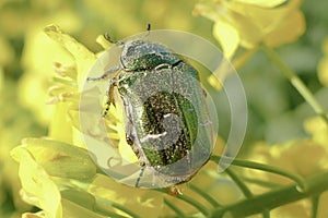 Zblízka spoločného peľového chrobáka brassicogethes aeneus na žltej repky za slnečného dňa, makro záber