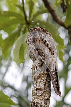 Close-up of a Common Potoo perched in perfect camouflage on a tree trunk against green background, Iguazu Falls, Argentina