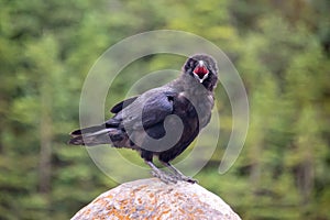 Close up of a common raven Corvus corax on a rock calling and looking at the camera, British Columbia Canada