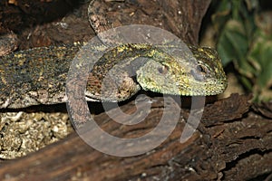 Close up of a common, red-headed rock or rainbow agama