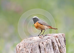 Common Redstart perched on a tree trunk