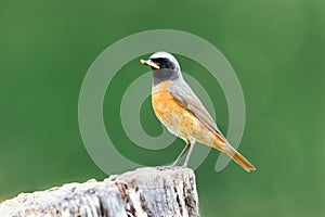 Common Redstart perched on a tree trunk against green background