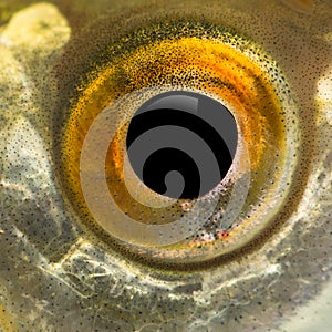 Close up of a Common roach's eye, Rutilus rutilus