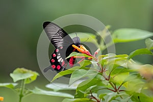 Close-up Common Rose butterfly