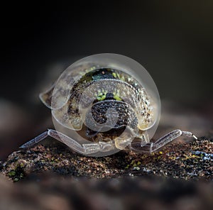 Close-up of common rough woodlouse